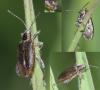Donacia versicolorea